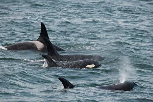 Orca Prints: An orca family swimming along Icy Strait, Alaska