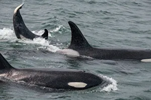 Orca Prints: An orca family swimming along Icy Strait, Alaska