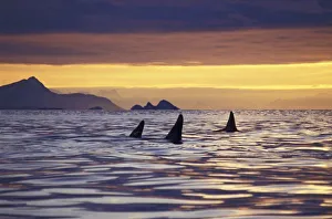 Amos Nachoum Prints: Orca or Killer