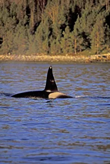 Amos Nachoum Prints: Orca or Killer whale