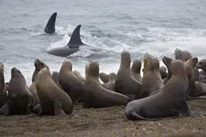 Orca Prints: orca or killer whale (Orcinus orca) trying to hunt southern sea lions (Otaria byronia)