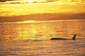 Images Dated 3rd December 2004: Orca Killer Whales (Orca orcinus) near San Juan Island, WA State, USA