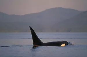 Images Dated 3rd December 2004: Orca Killer Whales (Orca orcinus) near San Juan Island, WA State, USA
