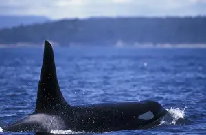 Sound Prints: Orca Killer Whales (Orca orcinus) near San Juan Island, WA State, USA