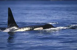 Orca Killer Whales (Orca orcinus) near San Juan Island, WA State, USA