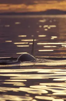 Orca Killer Whales (Orca orcinus) near San Juan Island, WA State, USA