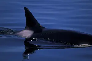 Orca Killer Whales (Orca orcinus) near San Juan Island, WA State, USA