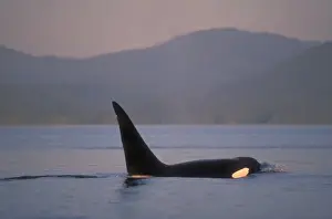 Images Dated 3rd December 2004: Orca Killer Whales (Orca orcinus) near San Juan Island, WA State, USA