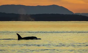 Salish Sea Prints: Orca surfacing at sunset