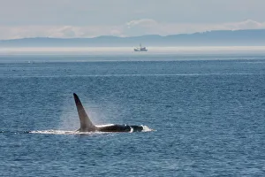 Ken Archer Prints: Orca whale surfacing