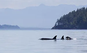 Salish Sea Prints: Orca whales, pod with a youngster