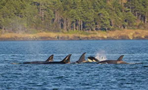 Salish Sea Prints: Orca whales surfacing