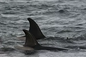 Images Dated 11th October 2007: Orcas or Killer Whales (Orcinus orca) The birds are picking up scraps of meat that