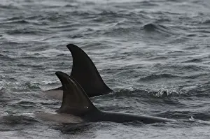 Orca Prints: Orcas or Killer Whales (Orcinus orca) The birds are picking up scraps of meat that