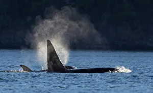 Salish Sea Prints: Orcas surfacing