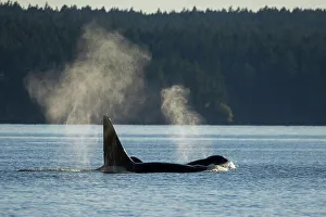 Salish Sea Prints: Orcas surfacing