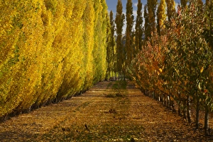 Cromwell Prints: Orchard in autumn, Ripponvale, near Cromwell, Central Otago, South Island, New Zealand