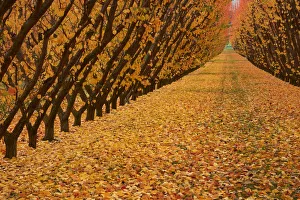 Images Dated 27th April 2018: Orchard, Cromwell, Central Otago, South Island, New Zealand