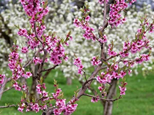 Images Dated 6th February 2023: Orchard with fruit trees with pink blossoms in the foreground and trees with white blossoms in the background