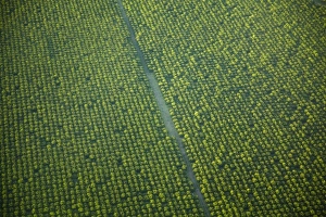 Western Australia Prints: Orchard, Kununurra, Kimberley Region, Western Australia, Australia - aerial