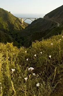 Images Dated 22nd July 2006: Orchard morning-glories, Convolvulus arvensis, and Bixby Bridge, Bixby Canyon, Big Sur