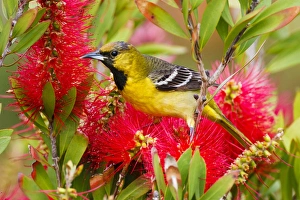 Images Dated 20th April 2010: Orchard Oriole (Icterius spurius) young male feeding on nectar in bottlebrush blooms