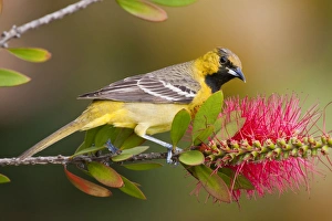 Nectaring Prints: Orchard Oriole (Icterius spurius) young male feeding on nectar in bottlebrush blooms
