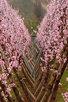Orchard in Spring, Cromwell, Central Otago, South Island, New Zealand