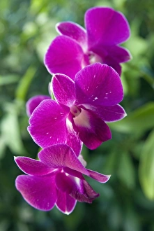 Images Dated 19th November 2008: Orchid, Antigua, West Indies, Caribbean, Central America