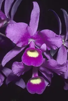 Detailed Prints: Orchid, (Cattleya skinneri), national flower of Costa Rica