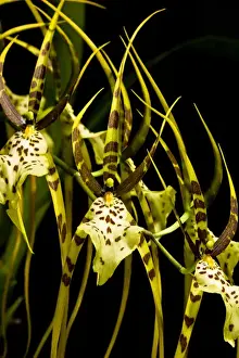 Species Prints: An Orchid, of the genus Bulbophyllum, is a unique hybrid now cultivated and sold