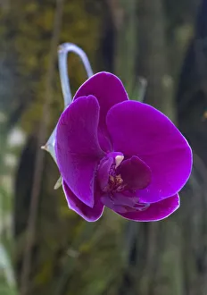 Images Dated 16th February 2017: Orchid in Hawaii Botanical Garden, Big Island, Hawaii