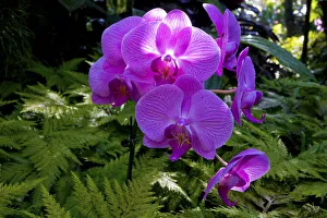 Images Dated 16th February 2017: Orchid in Hawaii Botanical Garden, Big Island, Hawaii