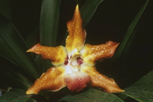 Detailed Prints: Orchid, (Huntleya barthii), Costa Rica