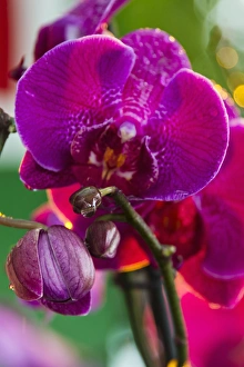 Images Dated 27th May 2013: Orchid, Paramaribo, Suriname