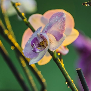 Images Dated 22nd February 2013: Orchid, Paramaribo, Suriname