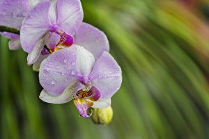 Images Dated 22nd February 2013: Orchid, Paramaribo, Suriname