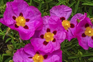 Images Dated 4th June 2018: Many Orchid Pink Rockroses Green Leaves Close up Macro