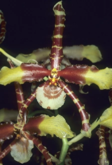 Detailed Prints: Orchid, (Rossioglossum grande), Guatemala