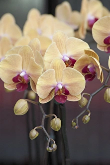 Images Dated 8th April 2011: Orchid Study
