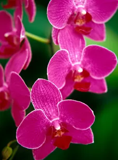 Images Dated 19th September 2006: Orchids, Caribbean