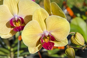 Hawaii Prints: Orchids at the faturday farmers market Honolulu, Oahu, Hawaii