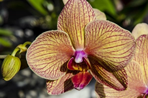 Hawaii Prints: Orchids at the faturday farmers market Honolulu, Oahu, Hawaii