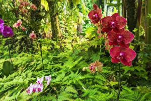 Orchids at the Hawaii Tropical Botanical Garden, Hamakua Coast, Big Island, Hawaii, USA