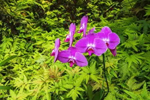 Unique Prints: Orchids at the Hawaii Tropical Botanical Garden, Hamakua Coast, Big Island, Hawaii, USA