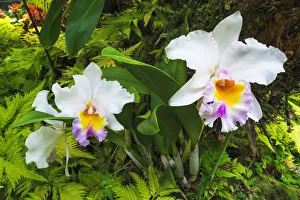 Orchids at the Hawaii Tropical Botanical Garden, Hamakua Coast, Big Island, Hawaii, USA