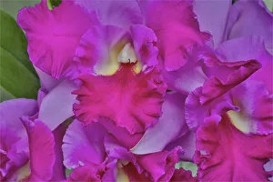 Orchids in Longwood Gardens Conservatory, Pennsylvania