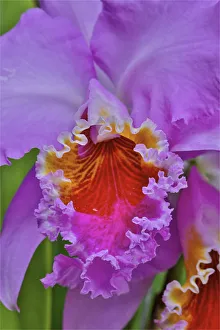 Orchids in Longwood Gardens Conservatory, Pennsylvania