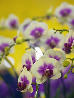Images Dated 22nd January 2012: Orchids for sale at a market in Taipei, Taiwan