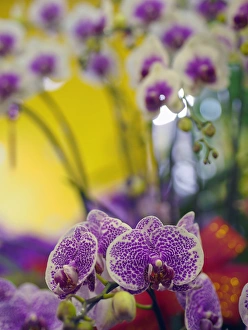 Orient Prints: Orchids for sale at a market in Taipei, Taiwan